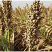 Кейрас - сорго, 300 000 насінин, EURALIS Франція