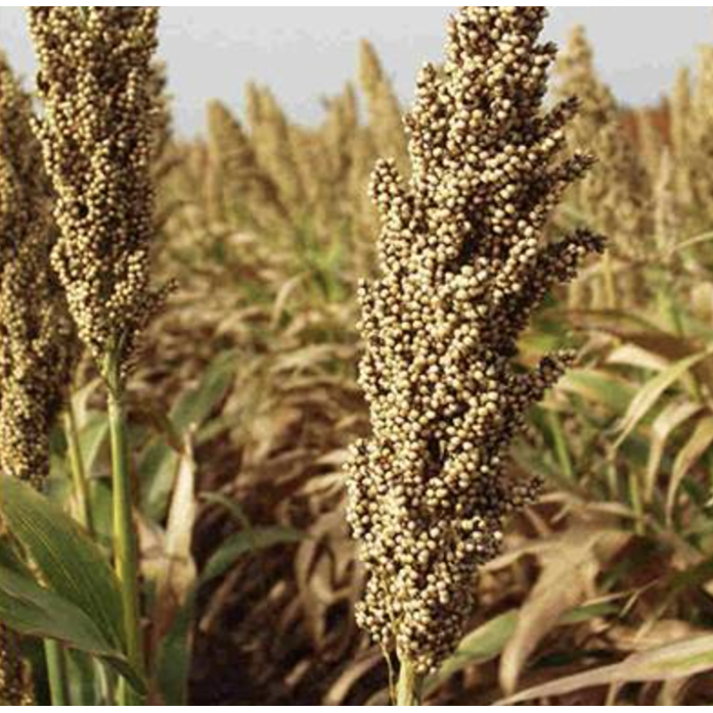 Кейрас - сорго, 300 000 насінин, EURALIS Франція