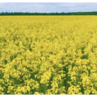 Сенсей ДК - озимий ріпак , 1 міш.1,5 млн.нас. Monsanto (Монсанто)