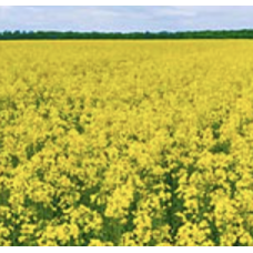 Сенсей ДК - озимий ріпак , 1 міш.1,5 млн.нас. Monsanto (Монсанто)