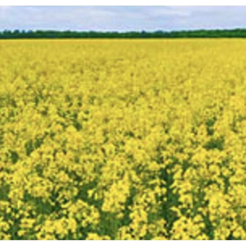 Сенсей ДК - озимий ріпак , 1 міш.1,5 млн.нас. Monsanto (Монсанто)