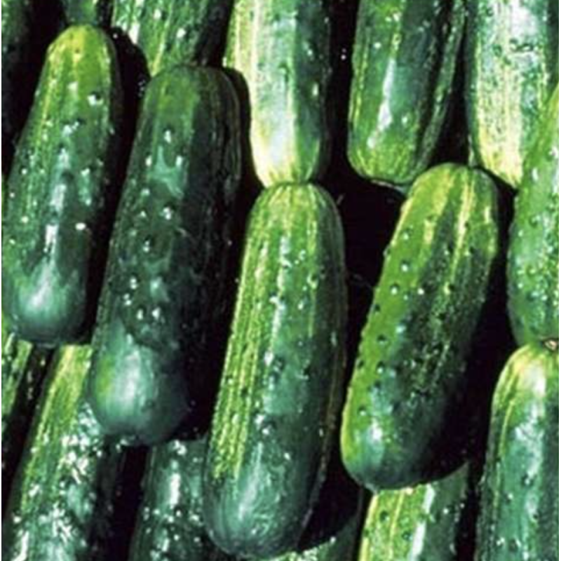 Потомак F1 - огірок бджолозапильний, 1 000 насінин, Seminis (Семініс) Голландія
