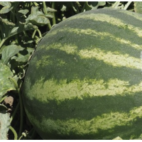 Кавун Епіка F1 гібрид 1000, Clause Франція