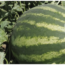 Кавун Епіка F1 гібрид 1000, Clause Франція