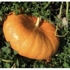 Атлант - гарбуз, кг, Moravoseed (Моравосід) Чехія