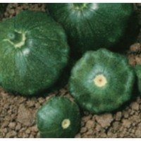 Старшип F1 - патисон зелений, 500 насіння, Syngenta (Сингента), Голландія