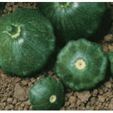 Старшип F1 - патисон зелений, 500 насіння, Syngenta (Сингента), Голландія