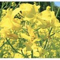 Секюр ДК, ріпак, 1 п.е. (1,5 млн. шт), Monsanto/Монсанто (США)