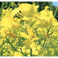 Секюр ДК, ріпак, 1 п.е. (1,5 млн. шт), Monsanto/Монсанто (США)