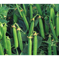 Горох Едді 25кг Никерсон Цваан