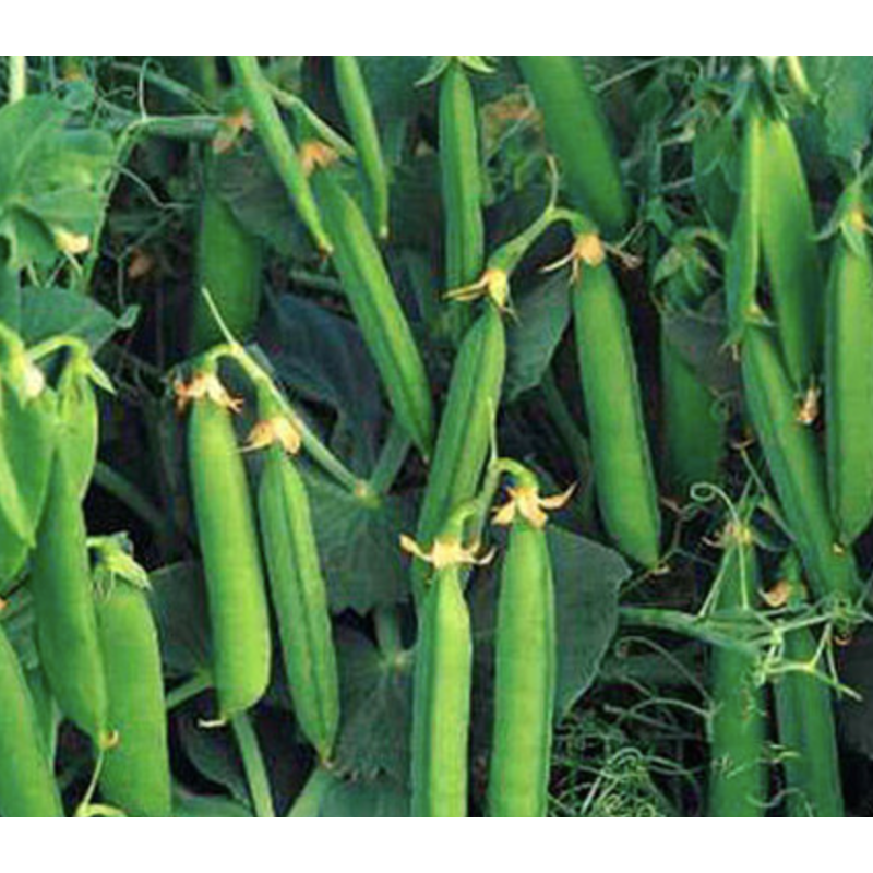 Горох Едді 25кг Никерсон Цваан