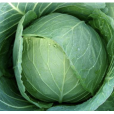 Чирз F1 - капуста білокачанна, 10 г, Takii Seed Японія