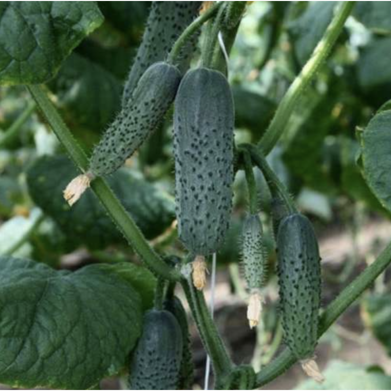 КС 707 F1 - огірок партенокарпічний, Kitano (Китано), Японія